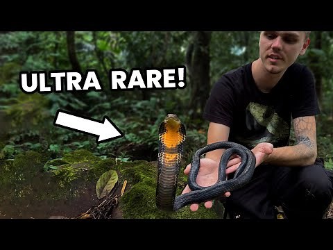 FULL BLACK KING COBRA!!! Northern Thailand Pt. 3