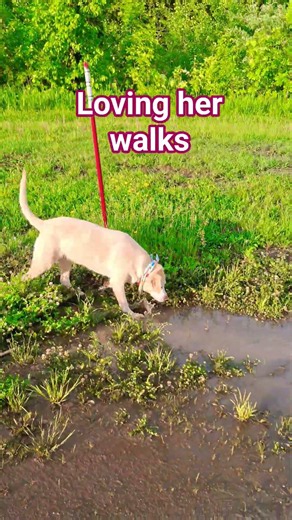 Gunter loving the walks #shorts #dog #gunterthedog #adognamedgunter