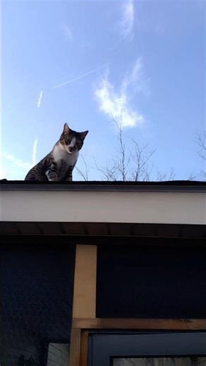 Chucky grooming on the roof #cat #shorts