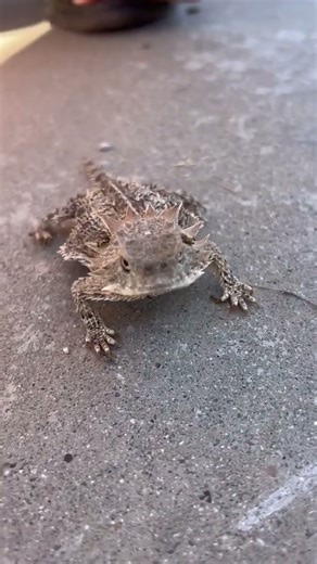 Horned Toad - would you pet it? #hornedlizard