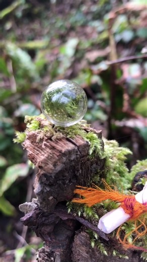 Discover the Enchanting World of Fairies in Fairy Woods