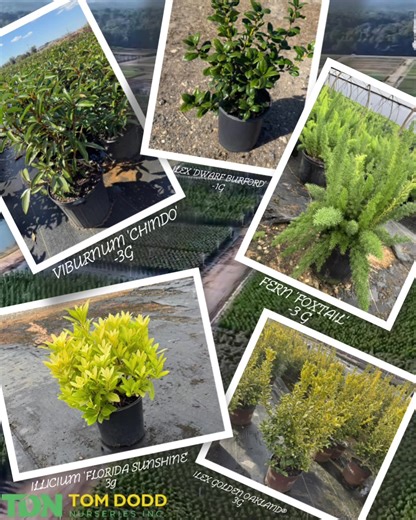 🌱 Weekly Picks Are Looking Good! 🌱 We’ve got some standout plants this week that are ready to shine in landscapes and gardens. Here are a few favorites our team is loving right now: ✨ Foxtail Fern – Soft, feathery texture that adds a fun, tropical look to containers or landscape beds. Tough, low-maintenance, and always eye-catching. 🌟 Golden Oakland® Holly – Bright gold and green variegated foliage that brings year-round color and structure to the landscape. 🌳 Dwarf Burford Holly – A landsca