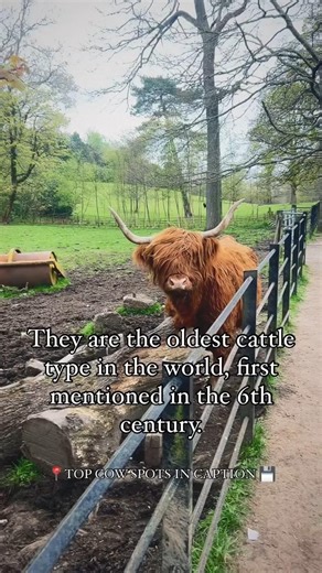 where to find Scotland's iconic animal-the highland coo one of the best Scottish experiences is meet