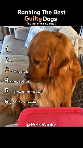 Ranking The Best Guilty Dogs 🐶🚨 (You Won’t Believe No.1!)