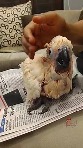 Baby Tango grows up... #Giant #Moluccan_Cockatoo ❤❤ #cockatoo_breeder #exotic_bird #cuddly_pet #best_parrot_as_pet #pet_bird_for_sale_India www.riosavianworld.com | Rio's Avian World