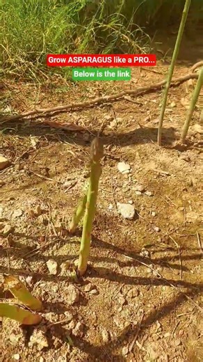 Asparagus Spears Emerging | Nature’s Magic Begins | You won’t believe what’s coming out of the soil