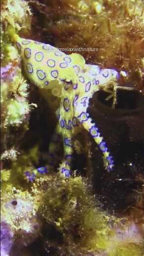 World’s Most Dangerous Octopus! 🐙✨
