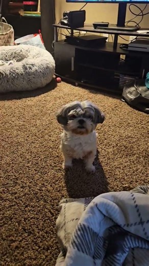 Milly does get the zoomies!