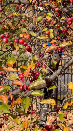 Crab apples everywhere | A Life Less Scripted