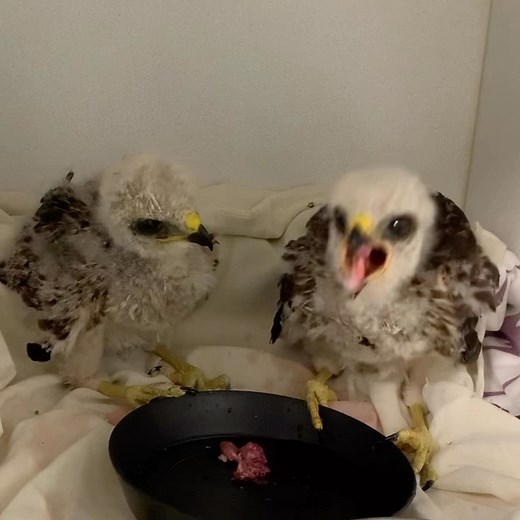 613 reactions · 28 shares | Learning and growing is better together! Watch how this red shouldered hawk picks up (no pun intended) on eating his food from a dish by watching his sibling. | St. Francis Wildlife Association | Facebook