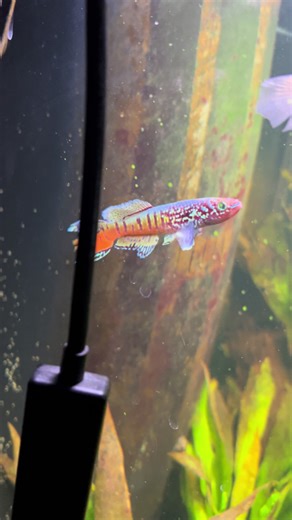 Freshwater Aquarium Inspiration: Gorgeous Fish Tanks