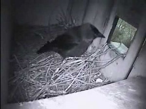 Fierce Battle between Kestrel and Jackdaw