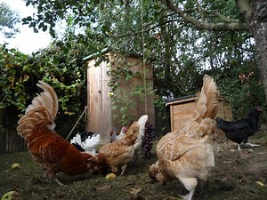 How to Make a Dry Toilet System Using Recycled Untreated Pallet Wood. Part 1. Why Waste Water? Au Petit Coin Du Jardin.