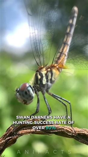 DragonFly: Nature's Deadliest Flying Hunter