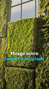 Este musgo puede crecer en fachadas de hormigón reciclado y contribuir a un mejor clima urbano, pero: es muy difícil mantener el musgo con vida en una ciudad donde predomina el asfalto, los tubos de escape y una baja humedad. #dwmgacines #dwenvironment #ideas #creatividad #materialconstrucción #cambioclimático | DW Español