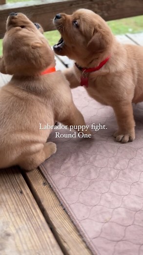 The Happiest Labrador on Instagram: "Fight breaks out after peaceful afternoon between two of our heftiest English Labrador puppies. Team Red, and team Orange. Who did you vote for?? 🤣🤣🤣🤣❤️❤️🐾 #englishlabpuppy #labradorpuppies #englishlabpuppies #labpuppies #yellowlabpuppies"