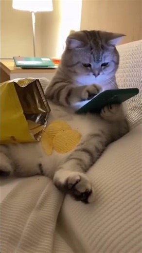 El gatito, muy contento ￼ comiendo y guachando 👁️👁️🫶