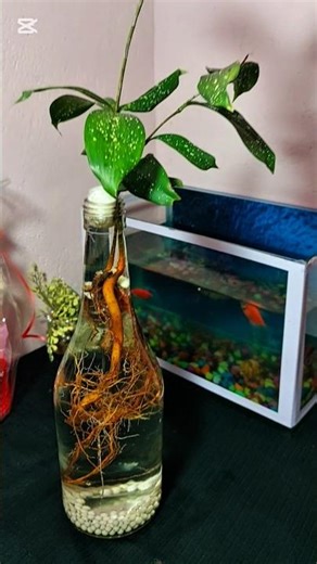 Green plant decoration 💚 🪴 #shortvideo #capcut #green #plants #beautiful @dinushikashenani7553