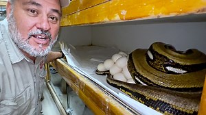221K views · 3.5K reactions | What happens when a massive snake is...