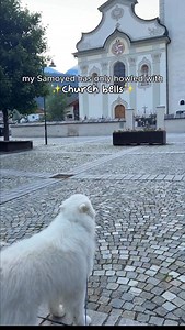 OMG!!!! I was not expecting him to actually respond to the sounds at home 🔔😍 #samoyed #doghowling #fluffydog #howl | Life With A Landcloud
