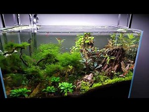 More neon blue rasbora