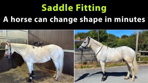 8K views · 84 reactions | When David conducted a saddle fit the horse...