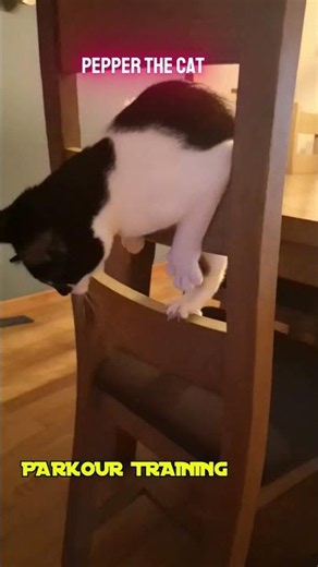 Parkour Cat Pepper #cat #cute #parkour #catplaying #catplay #cats #catshorts