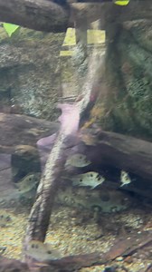 "Vieja argentea" AKA Silver cichlid are stunning Central American natives from the rivers of Mexico and Guatemala. In tanks they show bold personalities enjoy open swimming space and form loose schooling groups. A perfect choice for large dynamic setups. #AquariumLife #SilverCichlid #ViejaArgentea #AquascapeLK #CichlidLovers | Rooting