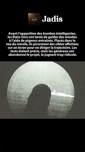 Le projet secret où des pigeons guidaient des missiles