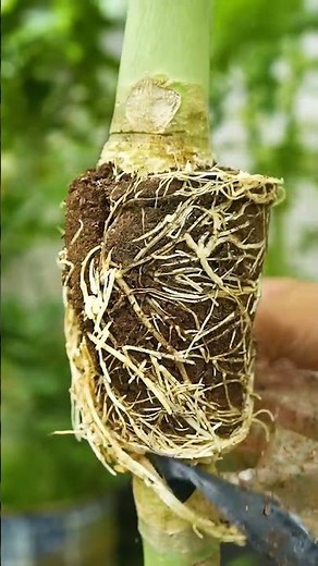 🌿How to grow papaya trees! easy method of propagating papaya tree by air layering #papaya #gardening