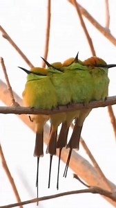 Asian Green Bee-Eater (Merops orientalis) #fbreelsvideo #reelsviral #reelsinstagram #birdwatching | Rini Rini
