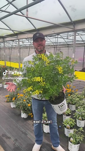 Baptisia ‘Lemon Meringue’: Proven Winners Plant Guide
