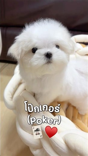 เจ้าจิ๋วโป๊กเกอร์ มี๊ตามกลับบ้าน 💋🐻‍❄️🧸 #fypom #fysmilepom #cutedog #ปอมหน้าหมี #มอลทีส