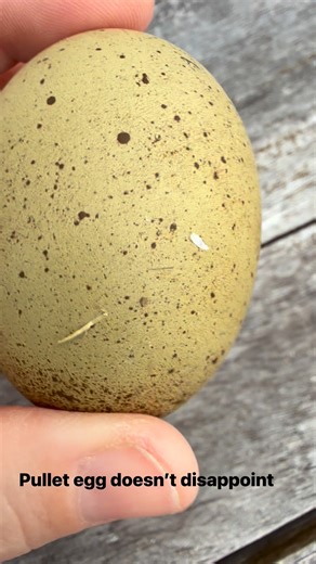 New olive egger pullet doesn’t disappoint with her second egg. Amazing speckles #speckledeggs #oliveegger | Kaleidoscope Chickens and Eggs