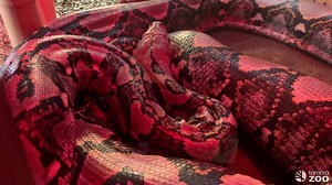 Reticulated Python Fifi Lays A Clutch of Eggs