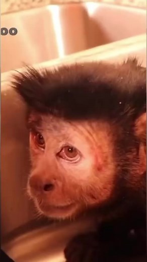 Monkey takes a relaxing bath #monkey #bathtime #relaxing #cute | MonkeyBoo