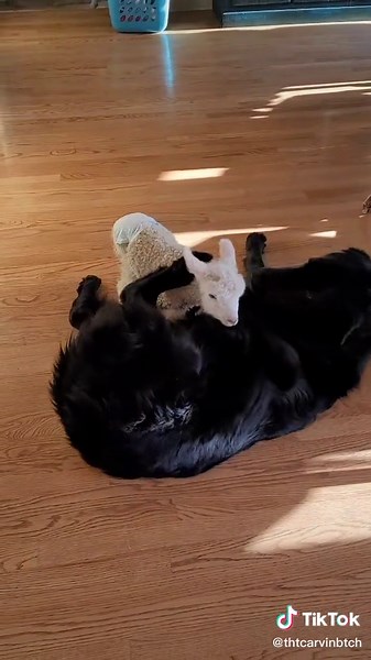 all the house animals tryna figure out this creature. i call him longlegs llamahead. im his temp mama