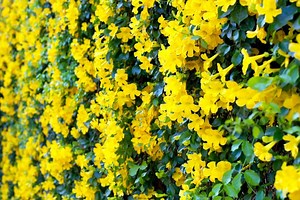 Cat's-claw 6 Pack of Cuttings for You to Root, Catclaw-creeper, Catclaw-trumpet, Funnel-creeper or Dolichandra Unguis-cati, Cats Claw - Etsy