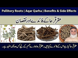 | Pellitory Roots ( Aqar Qarha ) Benefits And Side Effects | Aqar Qarha ke Faidy Aur Nuqsan