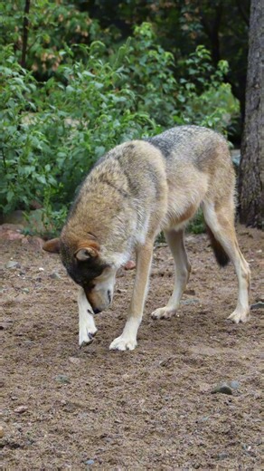8.4K views · 1K reactions | After feeding on a carcass, a wolf may...