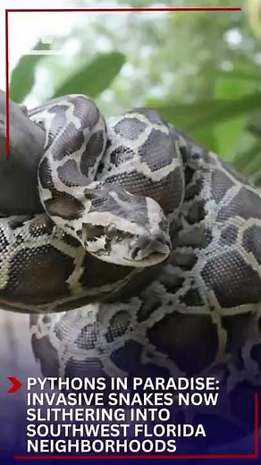 Pythons in Paradise: Invasive Snakes Now Slithering Into Southwest Florida Neighborhoods #winknews