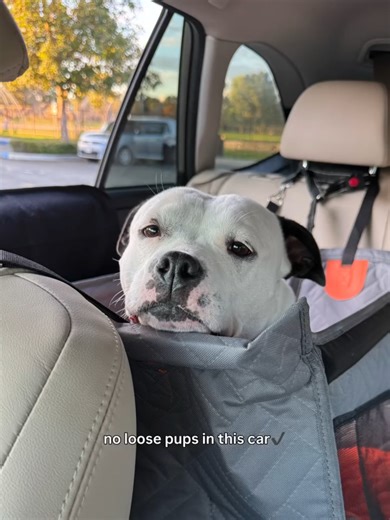 Thank you so much @rosiethestaffygirl for your support and for sharing this video of you using our single backseat protector! 🐶🚗💛 We truly appreciate it and are so happy to see our product in action. Shop here 🛒: https://ruffrover.com/products/ruffrover-single-back-seat-extender #Ruffrover #PetBrand #petproductsonline #PetAccessoriesforsale #PetAccessoriesforshop #DogEssentials #PetHacks #DogCamping #PetComfort #DogBedding #DogComfort #PetHome #dogtraveler #dogtravels #dogtraveller #PetFrien