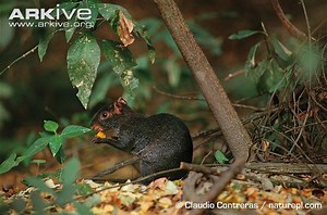 Mexican agouti - Alchetron, The Free Social Encyclopedia