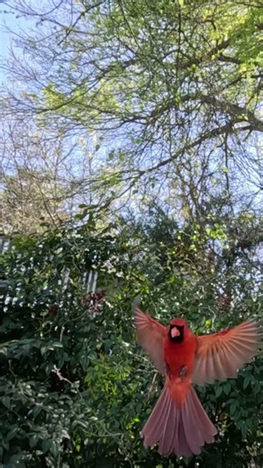 Slow Motion Cardinal Landing