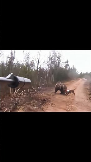 “Wow 😯 Amazing! A grizzly bear 🐻 in a close, intense fight with hunting dogs — powerful and wild.”