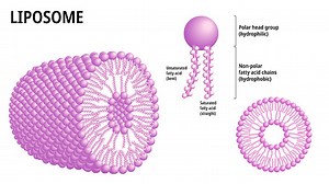 Liposome - Phospholipid Structure with Hydrophobic, Hydrophilic, and...