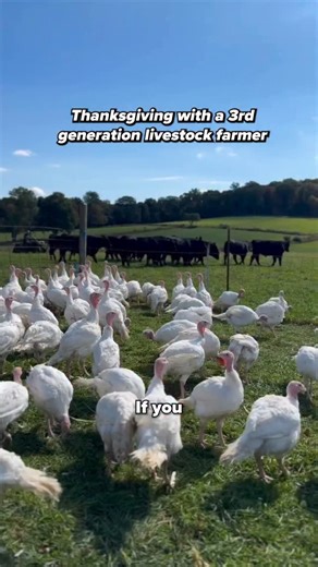 Thanksgiving Farm Tour With a 3rd Generation Livestock Farmer Two weeks ago I spent the day with Laura, a 3rd generation livestock farmer at @hemlockhillfarmny, as the farm was preparing for the Thanksgiving rush. They grow Turkeys, Chickens, Geese, Cows, Lamb, Pigs, Goats, and more. You can stop by their farm store at 500 Croton Avenue, Cortlandt Manor, NY 10567, about an hour north of NYC, to try their products or go to their instagram profile to check them out online. This video contains foot