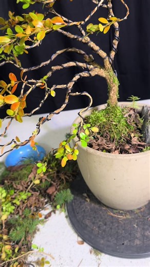 Transformation of a Windswept Boxwood Bonsai