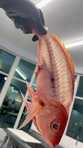 94K views · 885 reactions | Vermilion Snapper! If you like Yellowtail you’ll love these and they’re swimming in FRESH @ Captain Clay and Sons Seafood Market | Reed_thefishmonger | Facebook