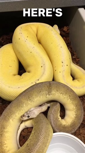 Mother-Daughter Snake Comparison #shorts #snakes #ballpython #ballpythons #ballpythonsofinstagram #snakebreeder | Rodents & Royals